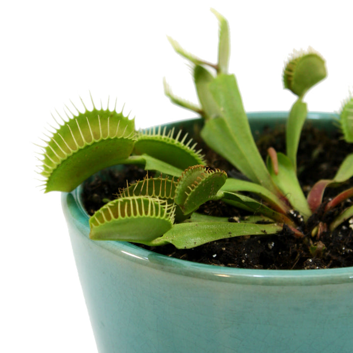 zzzVenus Fly Trap - Shop Online!