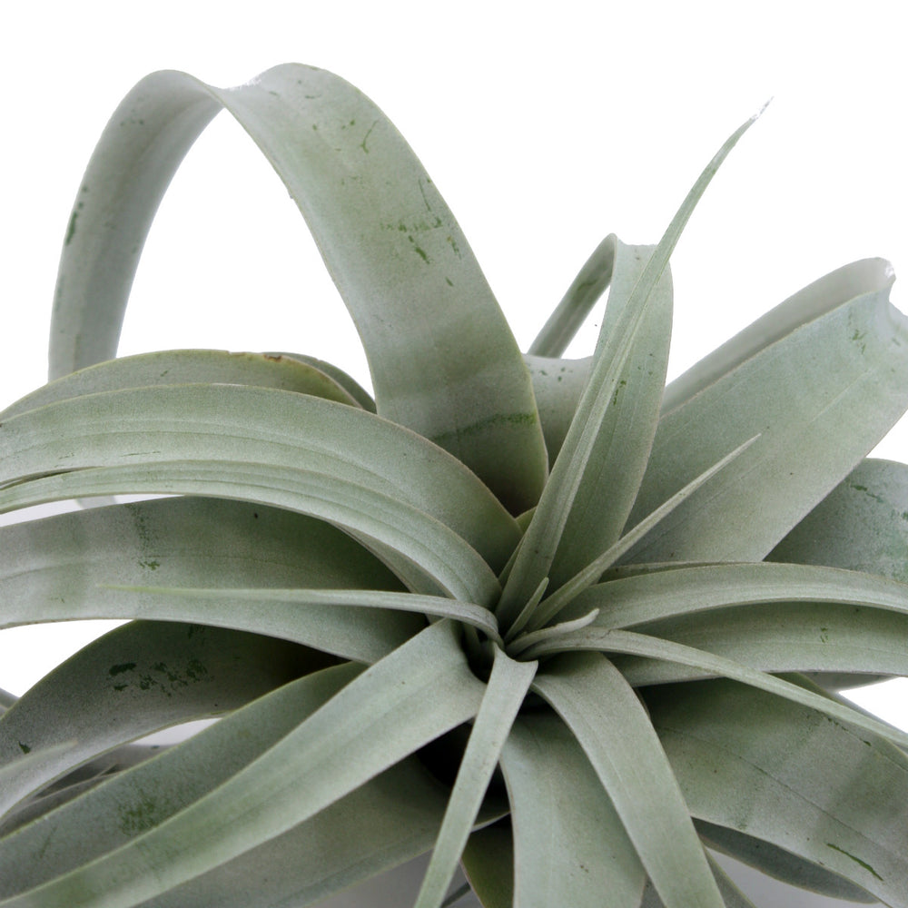 zzzAirplant - Tillandsia Xerographica - Shop Online!